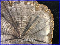 Petrified Wood Legume Mimosa Lufkin, Texas Yegua Formation 6.5x5.5 Eocene