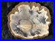 Petrified_Wood_Legume_Mimosa_Lufkin_Texas_Yegua_Formation_6_5x6_01_yhz