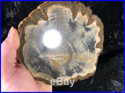 Petrified Wood Legume Mimosa Lufkin, Texas Yegua Formation 6.5x6