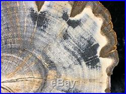 Petrified Wood Legume Mimosa Lufkin, Texas Yegua Formation 6.5x6