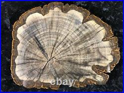 Petrified Wood Legume Mimosa Lufkin, Texas Yegua Formation 6.75x5.25 Eocene