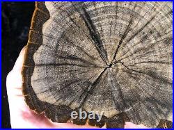 Petrified Wood Legume Mimosa Lufkin, Texas Yegua Formation 6.75x5.25 Eocene