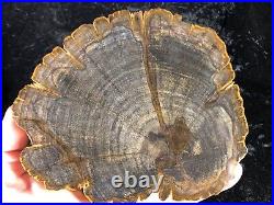 Petrified Wood Legume Mimosa Lufkin, Texas Yegua Formation 6.75x5.5 Eocene