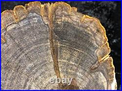 Petrified Wood Legume Mimosa Lufkin, Texas Yegua Formation 6.75x5.5 Eocene