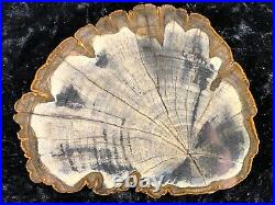 Petrified Wood Legume Mimosa Lufkin, Texas Yegua Formation 6.75x6 Eocene