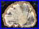 Petrified_Wood_Legume_Mimosa_Lufkin_Texas_Yegua_Formation_6_75x6_Eocene_01_wku