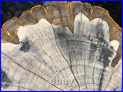 Petrified Wood Legume Mimosa Lufkin, Texas Yegua Formation 6.75x6 Eocene