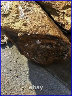 Petrified Wood Log