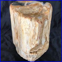 Petrified Wood Log Museum Quality Over 20 Pounds