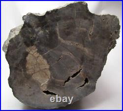 Petrified Wood Maybe, or not One of a Kind Specimen Excellent teaching tool