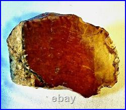 Petrified Wood Nice Large Red Arizona Excellent