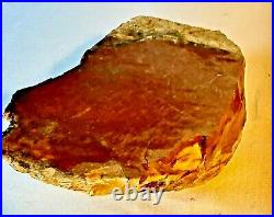 Petrified Wood Nice Large Red Arizona Excellent