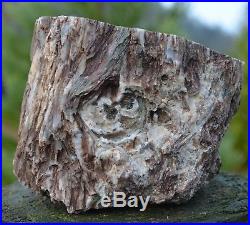 Petrified Wood, Nice Log withShowy Knot, Hampton Butte, OR, 5lb, Polished