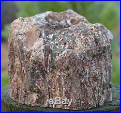 Petrified Wood, Nice Log withShowy Knot, Hampton Butte, OR, 5lb, Polished