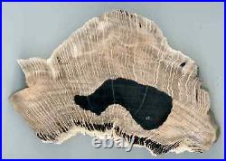 Petrified Wood Oak South Bohemia Miocene Polished Slice