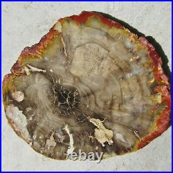 Petrified Wood PEANUT WOOD Fossil TEREDO WOOD Double Hearted 6.2 / 158mm AUS