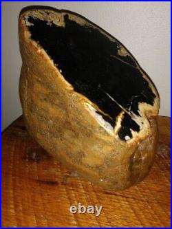 Petrified Wood Palm Wood 8 T fossil millions yrs old LARGE HUGE 17.2 lbs Rare