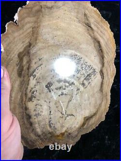 Petrified Wood Persimmon Madisonville, Texas Yegua Fm. 4.5x3.75 Eocene