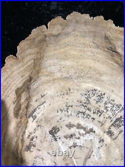 Petrified Wood Persimmon Madisonville, Texas Yegua Fm. 4.5x3.75 Eocene