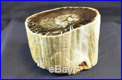 Petrified Wood, Polished Log Zimbabwe, Africa 4x5 Face, 4lb 11oz