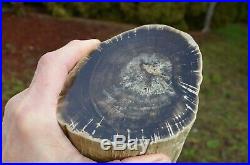 Petrified Wood, Polished Log Zimbabwe, Africa 4x5 Face, 4lb 11oz
