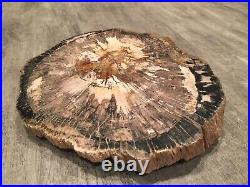 Petrified Wood Polished Round Slab 6x7 With Bark Black Brown Cream Decorative