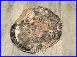 Petrified Wood Polished Round Slab 6x7 With Bark Black Brown Cream Decorative