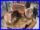 Petrified_Wood_Rock_Collection_Estate_Find_01_nn