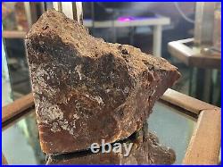 Petrified Wood Rock Collection Estate Find