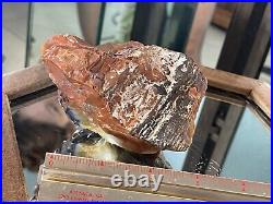 Petrified Wood Rock Collection Estate Find