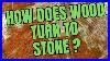 Petrified_Wood_Rock_Gemstone_Crystal_Fossil_And_Mineral_All_In_One_01_zhh
