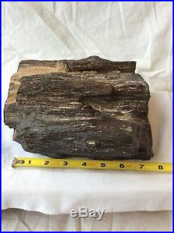 Petrified Wood Rough Bark Book End 10 Pounds