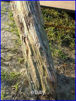 Petrified Wood Round Log 2 Ft Long