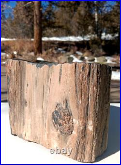 Petrified Wood Round Log w Knots Banded Quartz Pockt On Polished Top 16 1/4lb A+