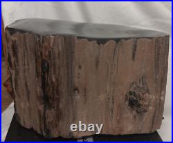 Petrified Wood Round Log w Knots Banded Quartz Pockt On Polished Top 16 1/4lb A+