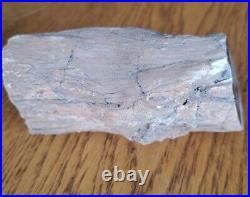 Petrified Wood Slab polished