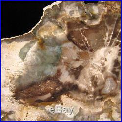 Petrified Wood Slab with GREEN Madagascar EPW108