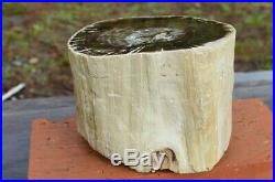 Petrified Wood, Small Round Log Zimbabwe, Africa 4x5 Face, 4lb 11oz