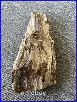 Petrified Wood Specimen