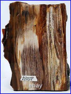 Petrified Wood Specimen Redwood Nevada 4 1/8 in height