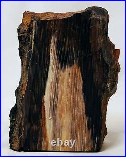 Petrified Wood Specimen Redwood Nevada 4 1/8 in height
