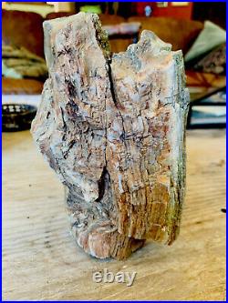 Petrified Wood Specimen Uncut Unpolished In Natural Found State Rare With Knots