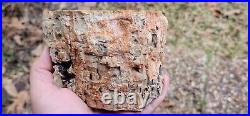 Petrified Wood Spruce Trinity mtns, Churchill County, Nv u. V. Reactive