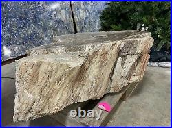 Petrified Wood Stump Natural Polished Top Decorative
