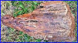 Petrified Wood Stump-Rare Missouri log-Crystalized Cavities-Beautiful Colors