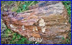 Petrified Wood Stump-Rare Missouri log-Crystalized Cavities-Beautiful Colors