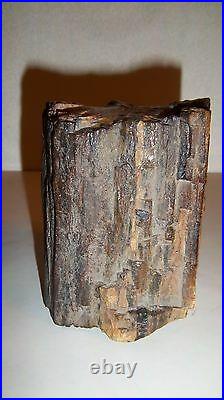 Petrified Wood Stump/Slab 3 1/2 W x 4 1/2 T Very Nice and Heavy (Box SB #1)