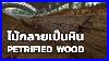 Petrified_Wood_Tak_Province_Thailand_01_ya