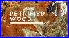 Petrified_Wood_The_Stone_Of_Past_Strength_01_gcqb