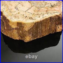 Petrified Wood Thick Slab from Madagascar US SELLER #1640 4+LBS